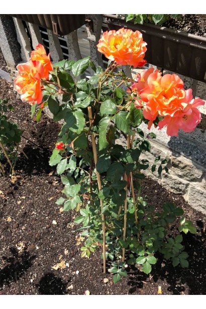 Куст розы Вестерленд в саду с опорой